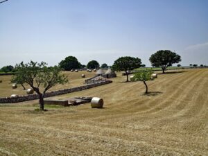 Rolling fields in the countryside around Alberobello, Italy, dotted with hay bales and a few trulli houses, with scattered trees under a clear blue sky.