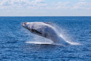 A humpback whale breaching the surface of the blue ocean under a partly cloudy sky, showcasing the thrill of whale watching in Pico.