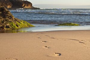 Footprints in the sand lead towards the ocean, with moss-covered rocks and gentle waves in the background at a serene beach.